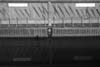 CBB_bw15