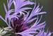 2007-05-26_14.24.53.484_R=14_S=1_edited