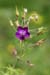 _MG_0746_edited
