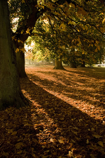 westonbirt-02