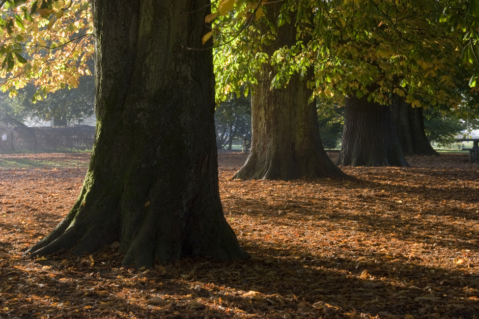 westonbirt-03