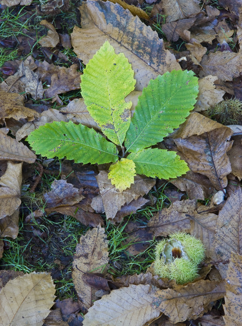 westonbirt-06