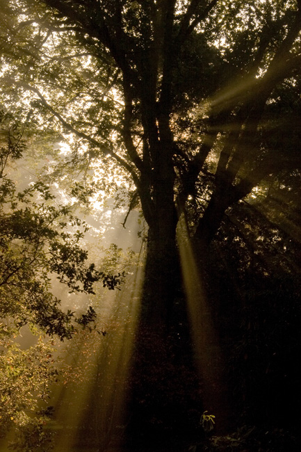 westonbirt-07