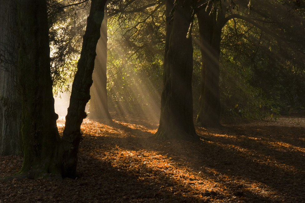 westonbirt-08