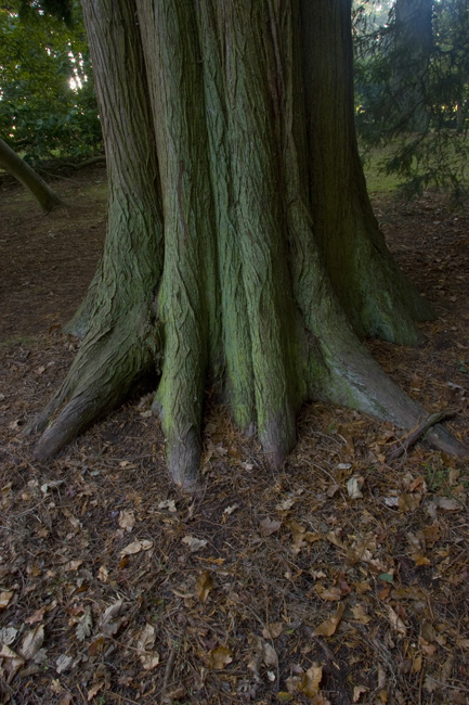 westonbirt-10