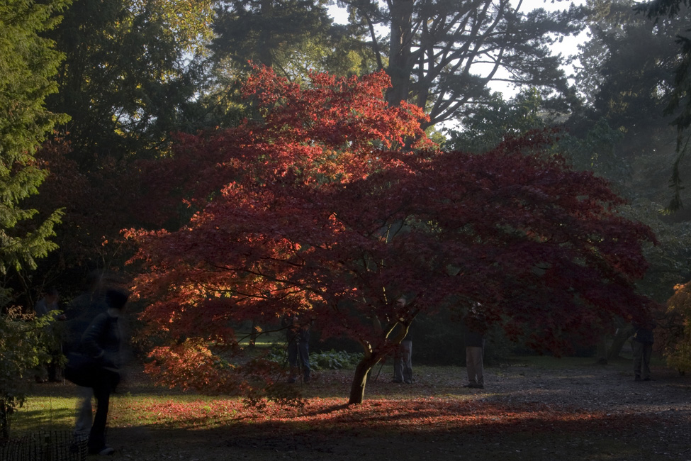 westonbirt-11