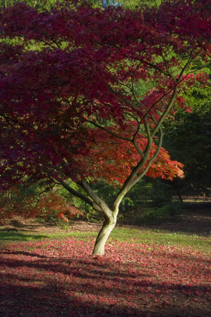 westonbirt-12