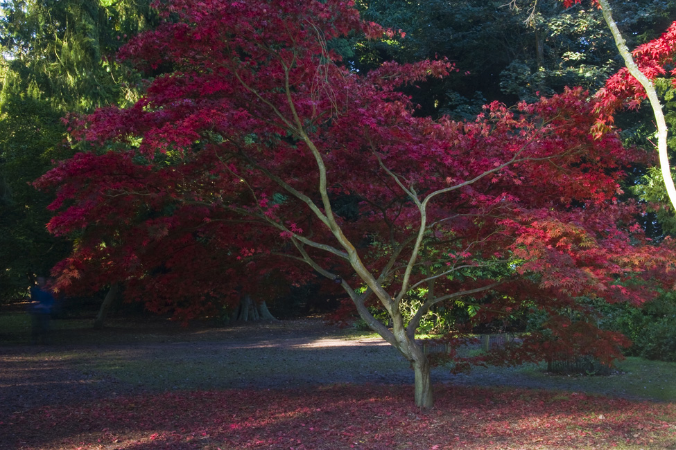 westonbirt-13