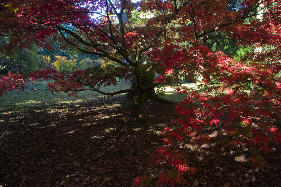 westonbirt-14