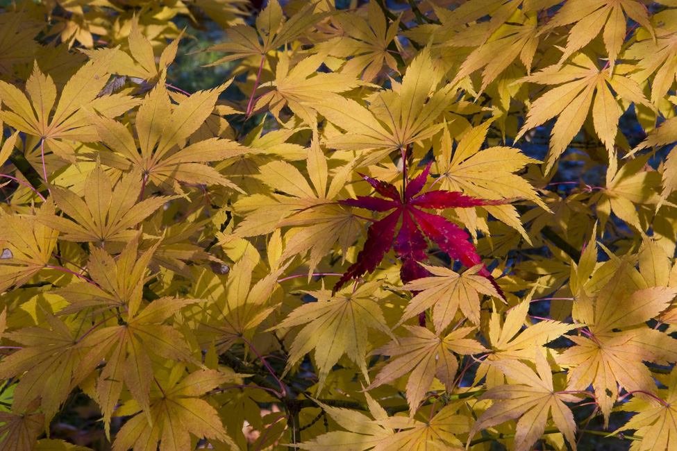 westonbirt-16
