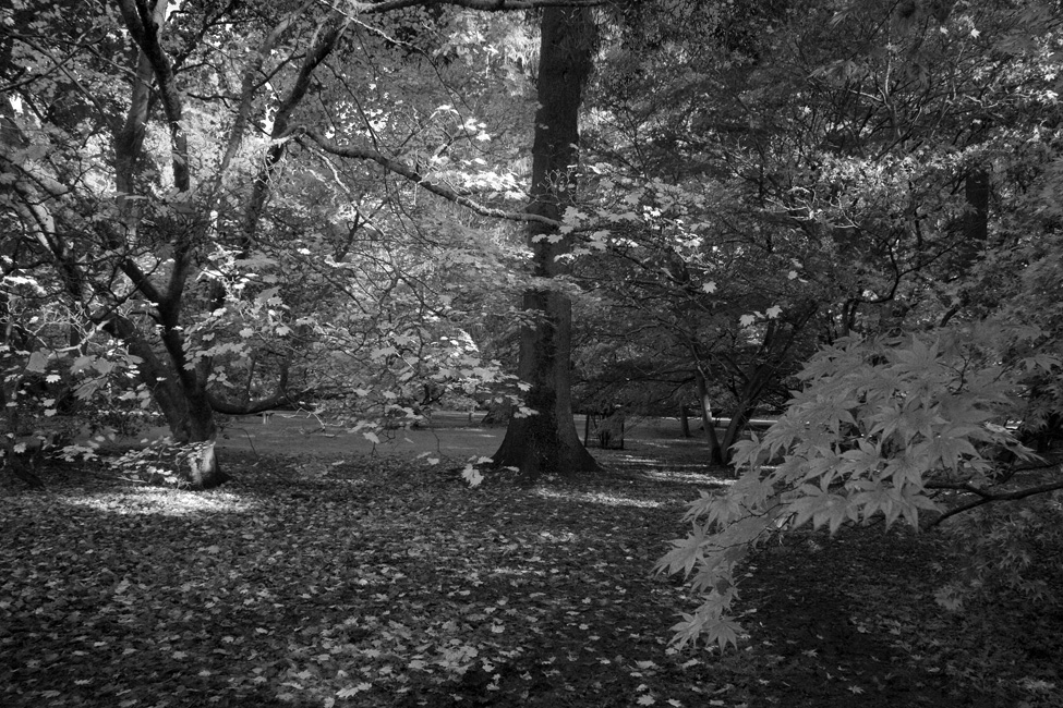 westonbirt-21