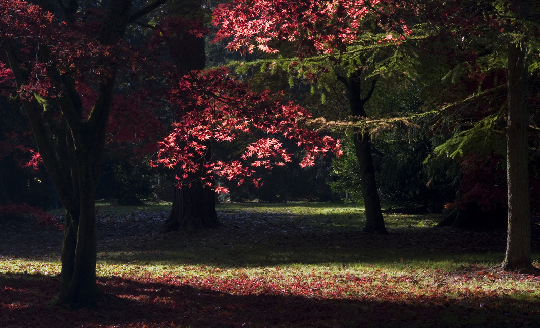 westonbirt-22
