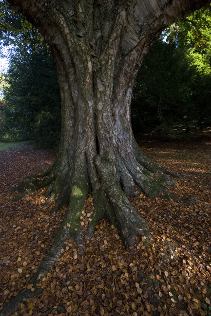 westonbirt-23
