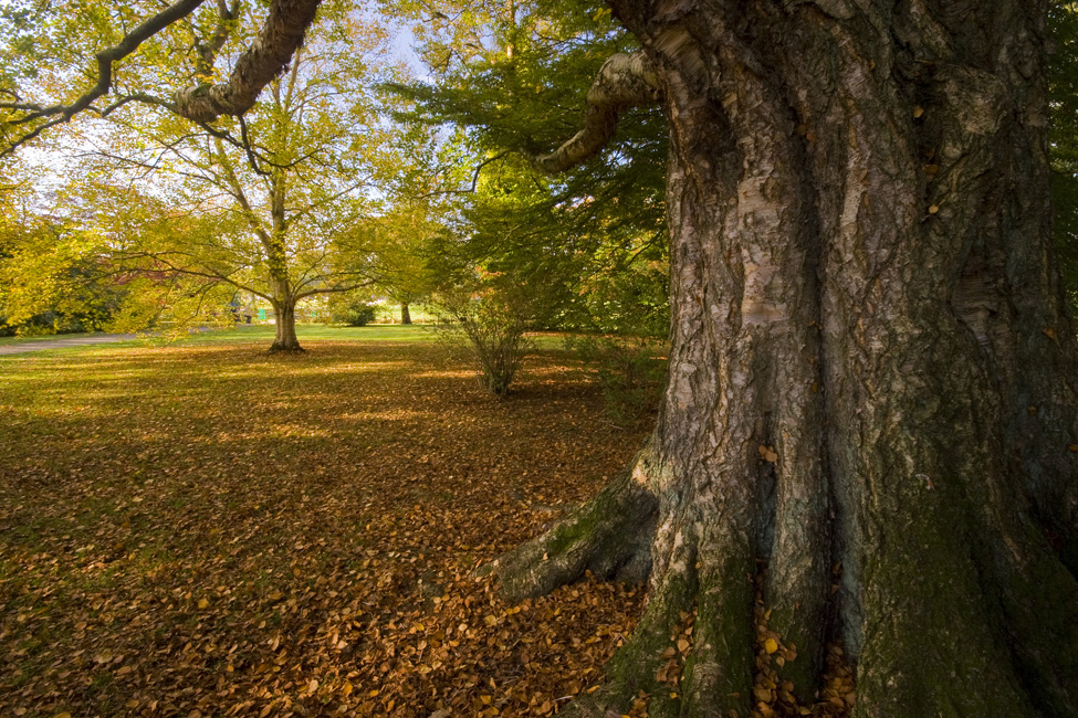 westonbirt-25