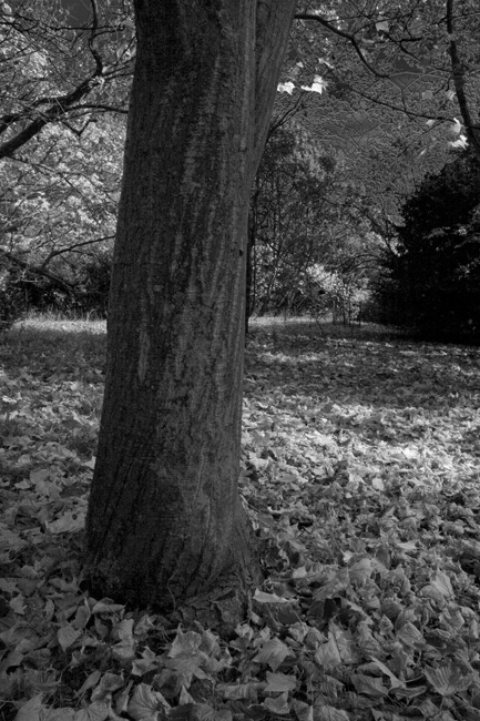 westonbirt-26