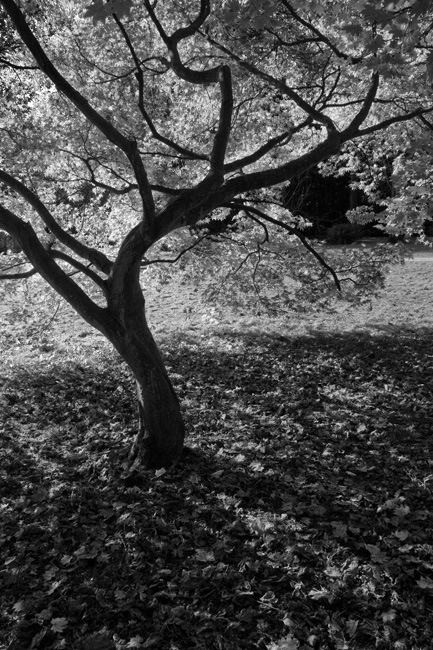westonbirt-27