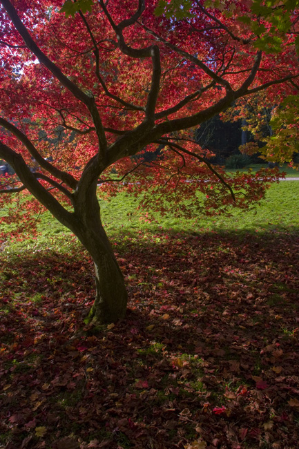 westonbirt-28