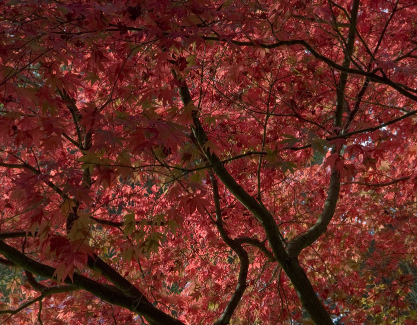 westonbirt-29