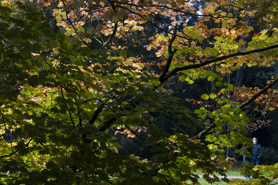 westonbirt-31