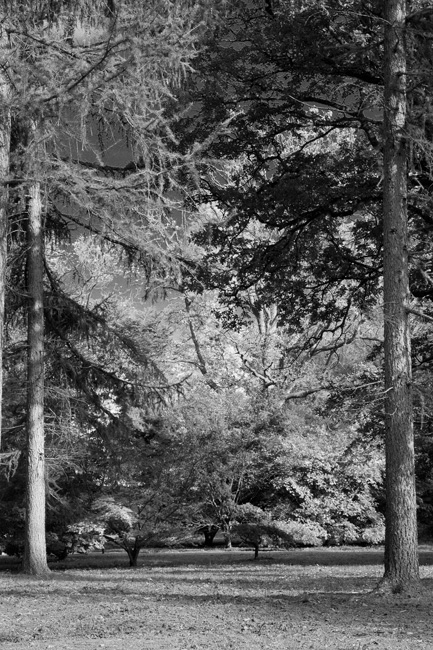westonbirt-32