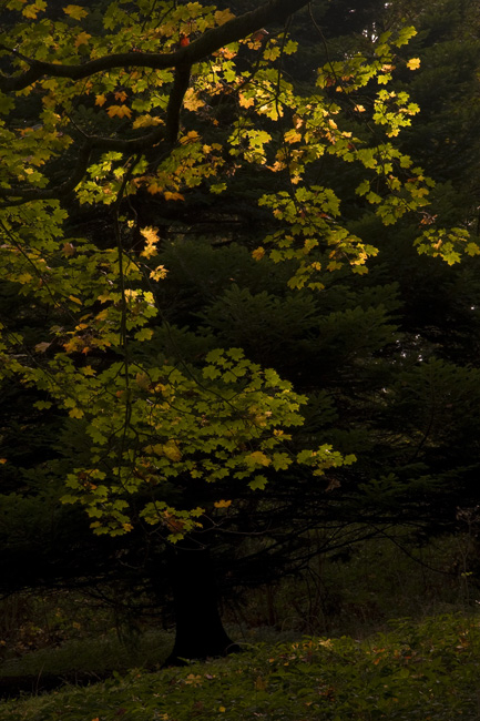 westonbirt-33