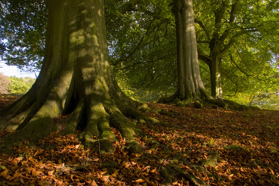 westonbirt-34