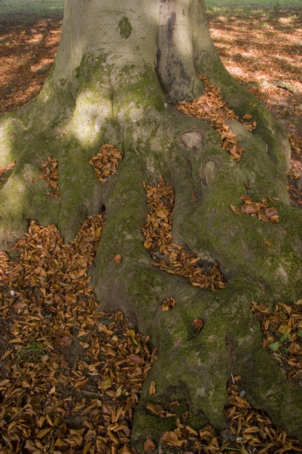 westonbirt-35