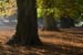 westonbirt-03