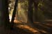 westonbirt-08