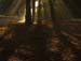 westonbirt-09