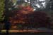 westonbirt-11