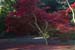 westonbirt-13