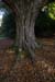 westonbirt-23