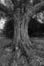 westonbirt-24
