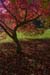 westonbirt-28