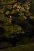 westonbirt-33