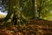 westonbirt-34